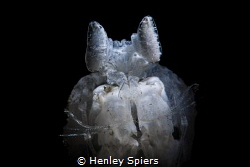 White Mantis Shrimp by Henley Spiers 